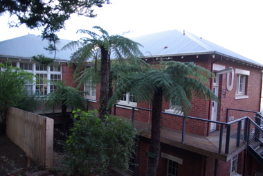 A tree fern in the Ballarat School of Mines Botanical Gardens