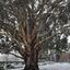 Snow on a huge Tasmanian Bluegum