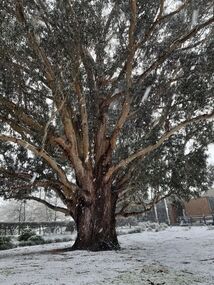 Snow on a huge Tasmanian Bluegum