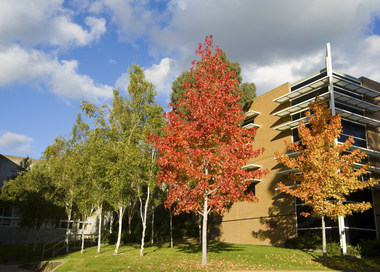 Autumn Colouring at Mt Helen Campus