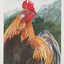Rooster