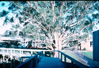 Big tree and walkway