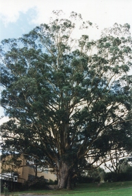 Photograph - Newsprint, The Tree of Knowledge, c2000, c2000
