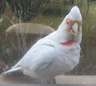 Photograph, Corellas at the Geoffrey Blainey Research Centre Window