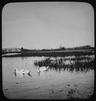 two swans on water