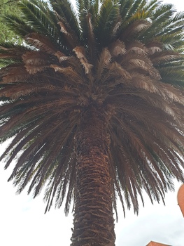 Palm tree