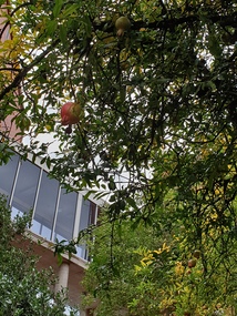 Photograph, Clare Gervasoni, Pomegranite in the Ballarat School of Mines Gardens, 23/04/2020