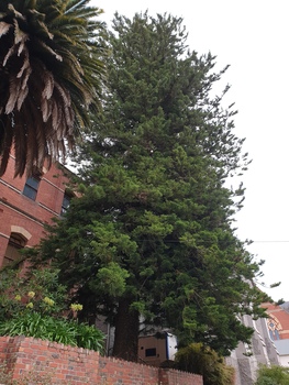 tree