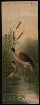 water birds and reeds 