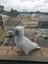 Cockatoo on a window ledge
