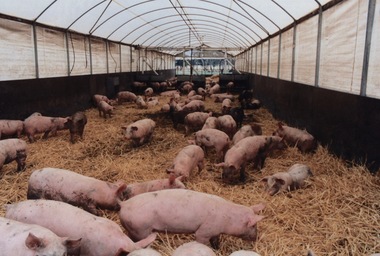 piggery