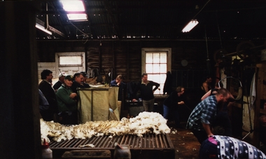 Photograph - Photograph - Colour, VIOSH: Shearing Shed Demonstrations - Collaboration with School of Human Movement and Sports Science; ways to reduce muscle injuries - 1994-1997