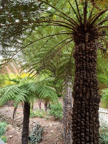 Photograph, Clare Gervasoni, Fern Trees in the Ballarat School of Mines Botanical Gardens, 04/2023