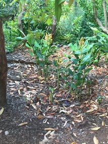 Ginger in the Ballarat School of Mines Gardens
