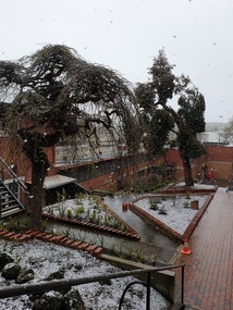 Film, Clare Gervasoni, Snow Falling Over the Ballarat School of Mines Botanical Gardens, 2020, 25/09/2020