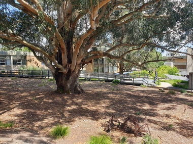 Photograph - Photograph - Colour, The Tree of Knowledge, 2020, 26/02/2020