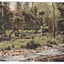 Shows the Watts River flowing through the forest at Fernshaw. Along the banks of the river are some small rocks. In the river are some fallen tree branches. In the background is a fallen tree. There are also tree ferns in the background. On the reverse is a message and an address handwritten in black ink. There is also an orange one penny Victorian postage stamp and a date stamp in black ink in the top right hand corner of the reverse.