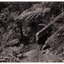 Shows the Forest of Arden near Marysville in Victoria. The photograph shows a small track leading through the forest. There are two large fallen trees and some tree ferns. The title of the postcard is handwritten in white ink on the lower left-hand edge. On the reverse of the postcard is a space to write a message and an address and to place a postage stamp. The postcard is unused.