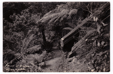 Shows the Forest of Arden near Marysville in Victoria. The photograph shows a small track leading through the forest. There are two large fallen trees and some tree ferns. The title of the postcard is handwritten in white ink on the lower left-hand edge. On the reverse of the postcard is a space to write a message and an address and to place a postage stamp. The postcard is unused.