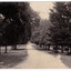 Shows the tree-lined main road in Marysville, Victoria. On the right-hand side of the photograph you can see two ladies sitting on a seat under a tree in front of Thomas Barton's house, 'The Chestnuts'. In front of the ladies is a motorbike with a sidecar. There are also three boys standing under a tree near the entrance to the house. The title of the postcard is handwritten in white ink on the lower left-hand edge. On the reverse of the postcard is a space to write a message and an address and to place a postage stamp. The postcard is unused.