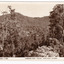 A black and white photograph of the view of Marysville from the "Kerami" guesthouse. Shows a glimpse of one or two buildings through the trees at the base of a heavily forested mountain in the background. In the foreground many trees. On the reverse of the postcard is a space to write a message and an address and to place a postage stamp. The postcard is unused.