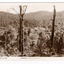 Shows a panoramic view of Marysville, Victoria. In the foreground are some large trees leading down the side of a heavily forested hill. In the background can be seen a few buildings at the base of a heavily forested mountain. On the reverse of the postcard is space to write a message and an address and to place a postage stamp. The postcard is unused.