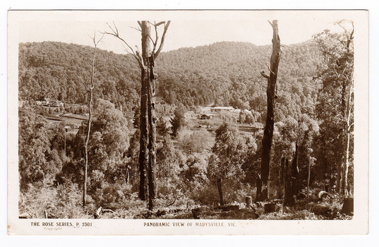 Shows a panoramic view of Marysville, Victoria. In the foreground are some large trees leading down the side of a heavily forested hill. In the background can be seen a few buildings at the base of a heavily forested mountain. On the reverse of the postcard is space to write a message and an address and to place a postage stamp. The postcard is unused.
