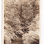 Shows the track known as the Beeches Walk winding through a forest of trees and tree ferns. On the reverse of the postcard is a handwritten message.