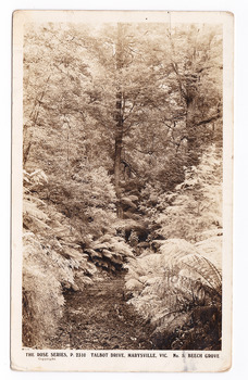 Shows the track known as the Beeches Walk winding through a forest of trees and tree ferns. On the reverse of the postcard is a handwritten message.