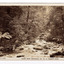 Shows the Taggerty River near Lady Talbot Drive in Marysville in Victoria. Shows the river flowing over rocks through the forest of trees and tree ferns.  On the reverse of the postcard is space to write a message and an address and to place a postage stamp. The postcard is unused.