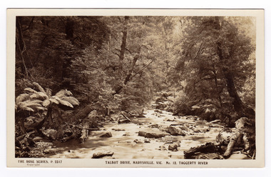 Shows the Taggerty River near Lady Talbot Drive in Marysville in Victoria. Shows the river flowing over rocks through the forest of trees and tree ferns.  On the reverse of the postcard is space to write a message and an address and to place a postage stamp. The postcard is unused.