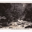 Shows the Taggerty River near Lady Talbot Drive in Marysville in Victoria. Shows the river flowing over rocks through the forest of trees and tree ferns. On the reverse of the postcard is space to write a message and an address and to place a postage stamp. The postcard is unused.