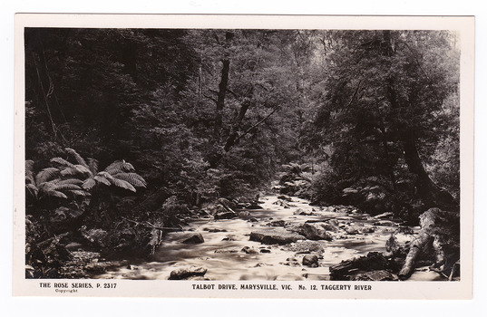 Shows the Taggerty River near Lady Talbot Drive in Marysville in Victoria. Shows the river flowing over rocks through the forest of trees and tree ferns. On the reverse of the postcard is space to write a message and an address and to place a postage stamp. The postcard is unused.