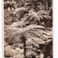 Shows the walking track known as The Beauty Spot in Marysville in Victoria. The photograph shows tree ferns leading up a small incline in the forest. On the reverse of the postcard is space to write a message and an address and to place a postage stamp. The postcard is unused.