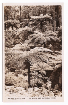 Shows the walking track known as The Beauty Spot in Marysville in Victoria. The photograph shows tree ferns leading up a small incline in the forest. On the reverse of the postcard is space to write a message and an address and to place a postage stamp. The postcard is unused.