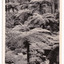 An early black and white photograph of the walking track known as The Beauty Spot in Marysville in Victoria. The photograph shows tree ferns leading up a small incline in the forest. On the reverse of the postcard is a handwritten message.