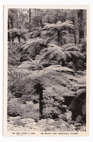 An early black and white photograph of the walking track known as The Beauty Spot in Marysville in Victoria. The photograph shows tree ferns leading up a small incline in the forest. On the reverse of the postcard is a handwritten message.