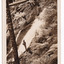 Shows the Cumberland Falls which are in Cambarville. Shows the falls cascading down the mounain side. In the foreground is a tree and in the background a fallen log can be seen lying across the falls. On the reverse of the postcard is a handwritten message.