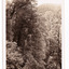Shows a heavily forested valley leading up to a forested hill. On the reverse of the postcard is a space to write a message and an address and to place a postage stamp. The postcard is unused.