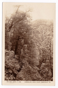 Shows a heavily forested valley leading up to a forested hill. On the reverse of the postcard is a space to write a message and an address and to place a postage stamp. The postcard is unused.