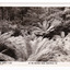 Shows a part of the forest that the Wolfram Track, which is part of the Wilks Creek Walking Track, runs through. In the foreground are several tree ferns. On the reverse of the postcard is a space to write a message and an address and to place a postage stamp. The postcard is unused.