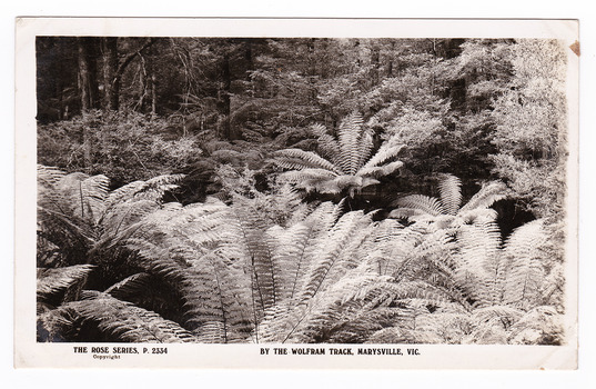 Shows a part of the forest that the Wolfram Track, which is part of the Wilks Creek Walking Track, runs through. In the foreground are several tree ferns. On the reverse of the postcard is a space to write a message and an address and to place a postage stamp. The postcard is unused.