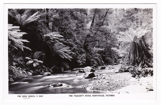 Shows the Taggerty River in Marysville in Victoria. Shows the river flowing over rocks through the forest and a small stony beach-like area on the right hand side. On the reverse of the postcard is a space to write a message and an address and to place a postage stamp. The postcard is unused.