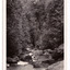 Shows the Taggerty River in Marysville in Victoria. Shows the river running over some large boulders through the forest. On the reverse of the postcard is a space to write a message and an address and to place a postage stamp. The postcard is unused.