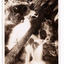 Shows the Cora-Lynn waterfall at the Meeting of the Waters near the Cumberland Creek. Shows the waterfall cascading down the mountain, over rocks, into a pool of water. Also shows a fallen tree across the waterfall. On the reverse of the postcard is a space to write a message and an address and to place a postage stamp. The postcard is unused.