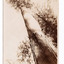 Shows The Big Tree near Cambarville in Victoria. The image is taken from the base of the tree looking up into the canopy of the forest. On the reverse of the postcard is a space to write a message and an address and to place a postage stamp. The postcard is unused.