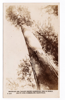 Shows The Big Tree near Cambarville in Victoria. The image is taken from the base of the tree looking up into the canopy of the forest. On the reverse of the postcard is a space to write a message and an address and to place a postage stamp. The postcard is unused.
