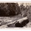 Shows the Steavenson River flowing over small rocks forming small rapids. In the foreground there is a large log lying on the bank. The opposite side of the bank is heavily forested. On the reverse of the postcard is a space to write a message and an address and to place a postage stamp. The postcard is unused.