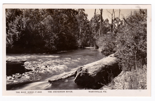 Shows the Steavenson River flowing over small rocks forming small rapids. In the foreground there is a large log lying on the bank. The opposite side of the bank is heavily forested. On the reverse of the postcard is a space to write a message and an address and to place a postage stamp. The postcard is unused.
