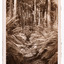 Shows the track leading through the forest to the Cora Lynn Falls which is in the Cumberland Valley in Victoria. Shows a track leading through a forest of trees and tree ferns. The reverse of the postcard is covered by paper residue from where the postcard had been removed from an album.